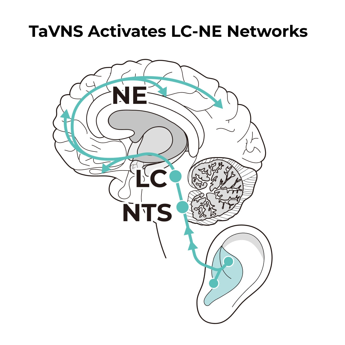 TaVNS optimizes decision-making accuracy — Insights from a recent study in Brain Stimulation