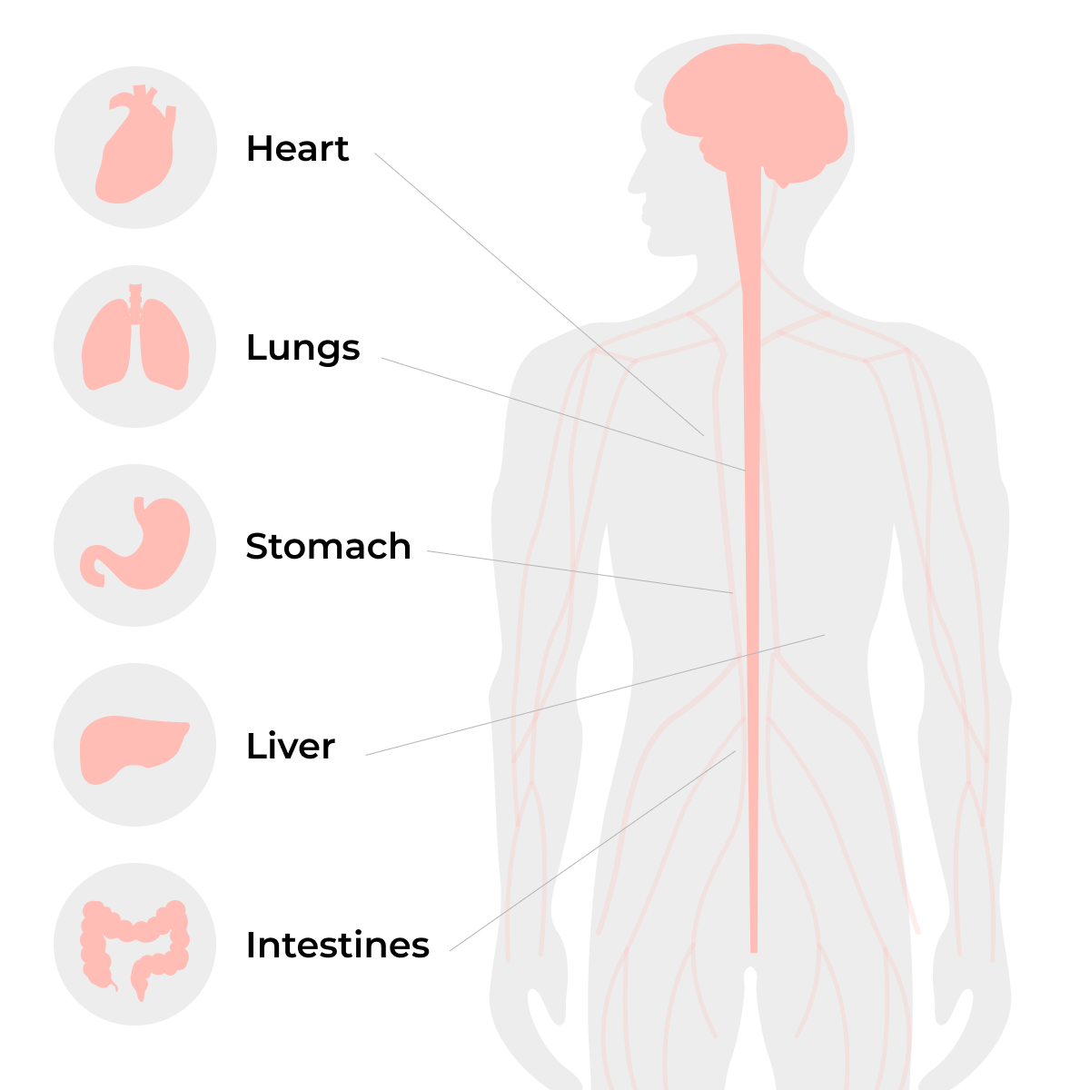 Schéma illustrant le nerf vague reliant le cerveau au cœur, aux poumons, à l’estomac, au foie et aux intestins.